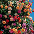 🔥Promoção 🔥 Videira Sementes de Flores de Rosa🌹